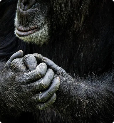 Close-up of a chimpanzee holding hands