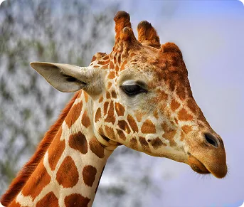 Close-up of a giraffe